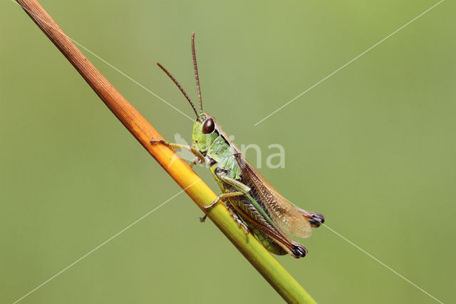 Zompsprinkhaan (Chorthippus montanus)