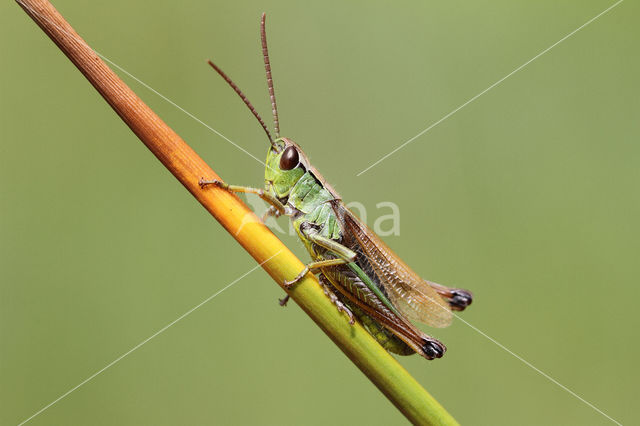 Zompsprinkhaan (Chorthippus montanus)