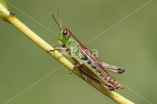 Zompsprinkhaan (Chorthippus montanus)