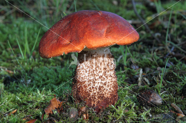 Eikenboleet (Leccinum quercinum)