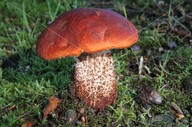 Eikenboleet (Leccinum quercinum)