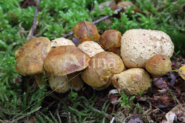 Kostgangerboleet (Boletus parasiticus)