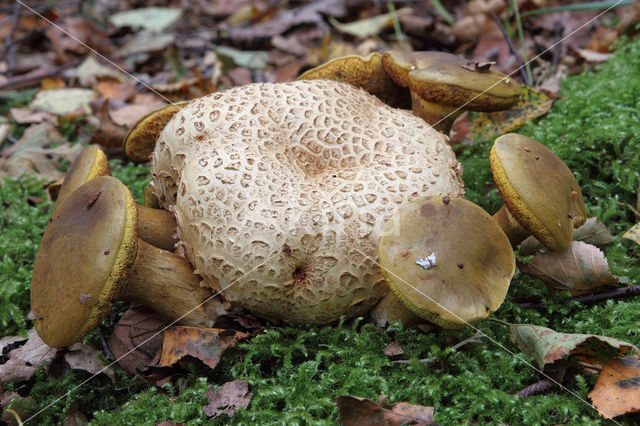 Kostgangerboleet (Boletus parasiticus)