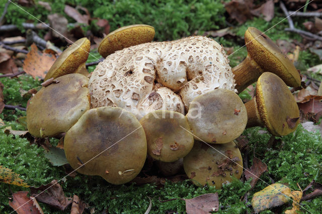 Kostgangerboleet (Boletus parasiticus)