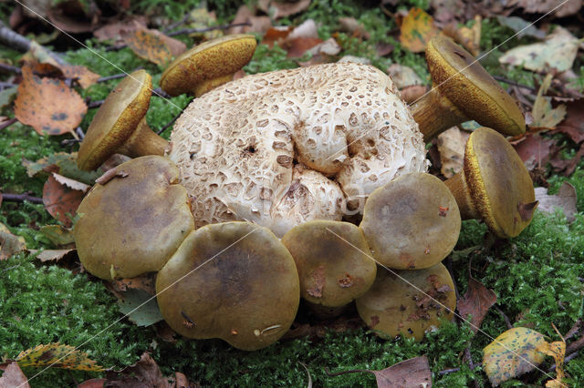 Kostgangerboleet (Boletus parasiticus)