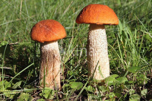 Rosse populierboleet (Leccinum rufum)