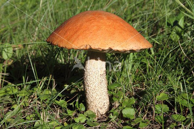 Rosse populierboleet (Leccinum rufum)