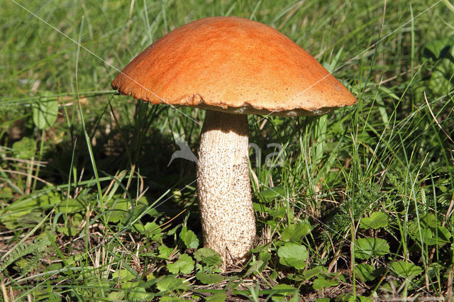 Rosse populierboleet (Leccinum rufum)