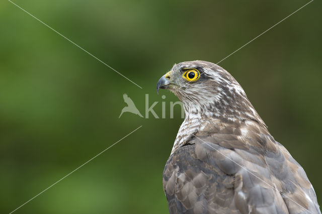 Sperwer (Accipiter nisus)