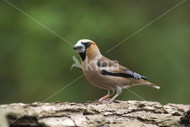 Appelvink (Coccothraustes coccothraustes)