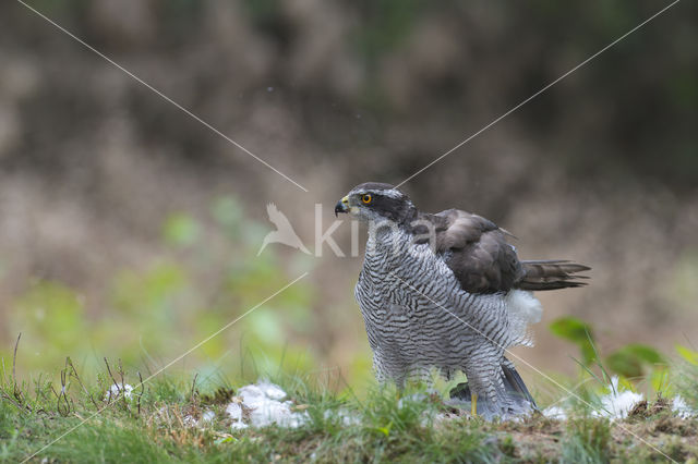 Havik (Accipiter gentilis)