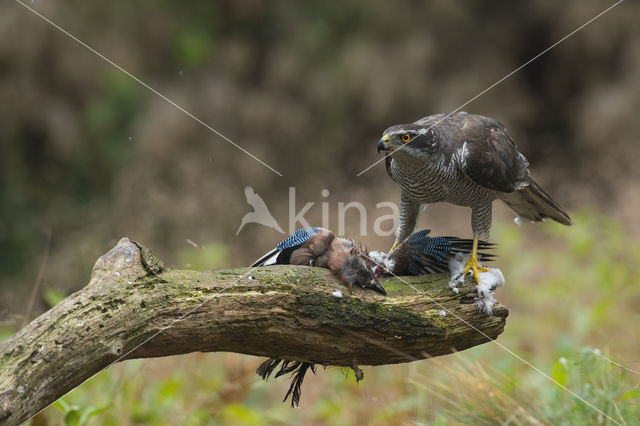 Havik (Accipiter gentilis)