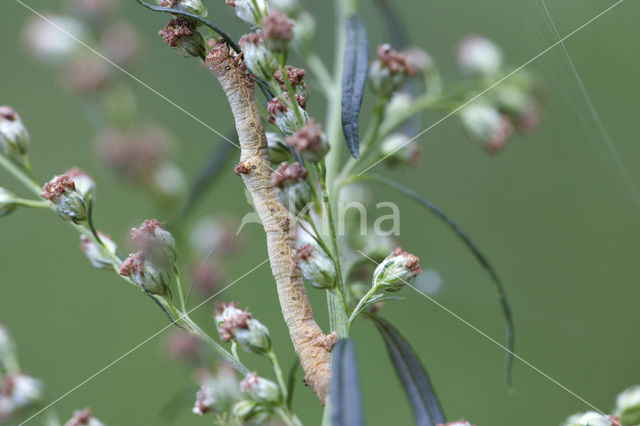 Ringspikkelspanner (Hypomecis punctinalis)