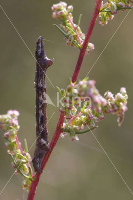 Gewone Spikkelspanner (Ectropis crepuscularia)