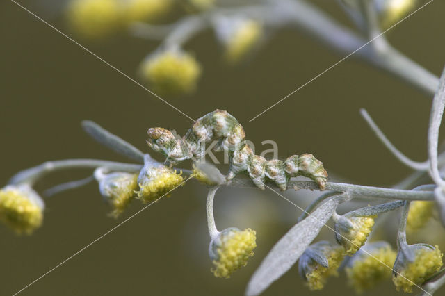 Absintmonnik (Cucullia absinthii)