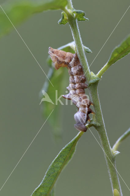 Kameeltje (Notodonta ziczac)