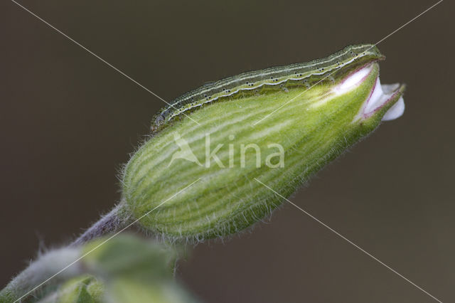 Lichte daguil (Heliothis viriplaca)