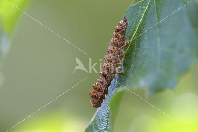 Bleke eenstaart (Falcaria lacertinaria)