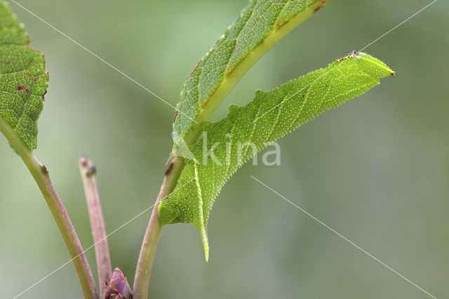 Eyed Hawk-moth (Smerinthus ocellata)