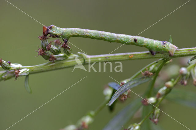 Peper-en-zoutvlinder