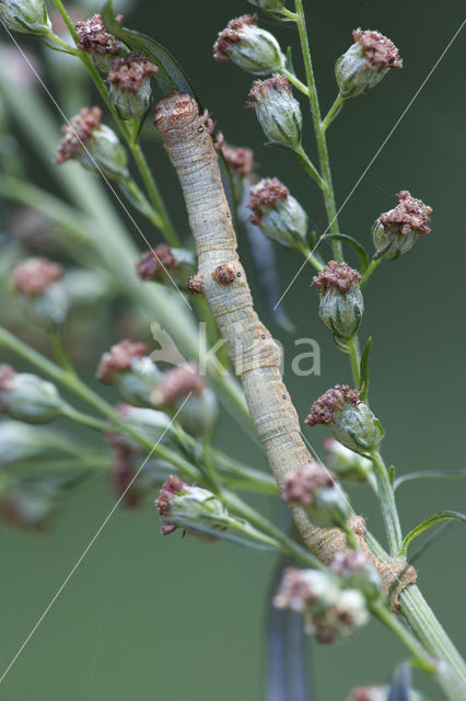 Ringspikkelspanner (Hypomecis punctinalis)