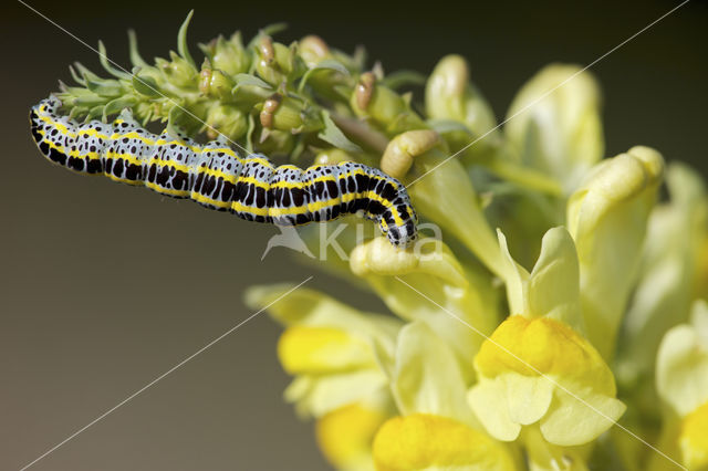 Vlasbekuiltje (Calophasia lunula)