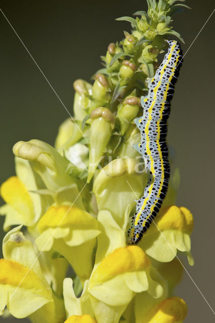 Vlasbekuiltje (Calophasia lunula)