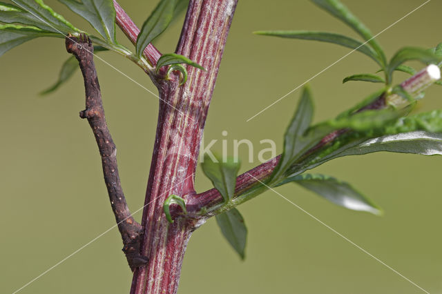 Ringspikkelspanner (Hypomecis punctinalis)