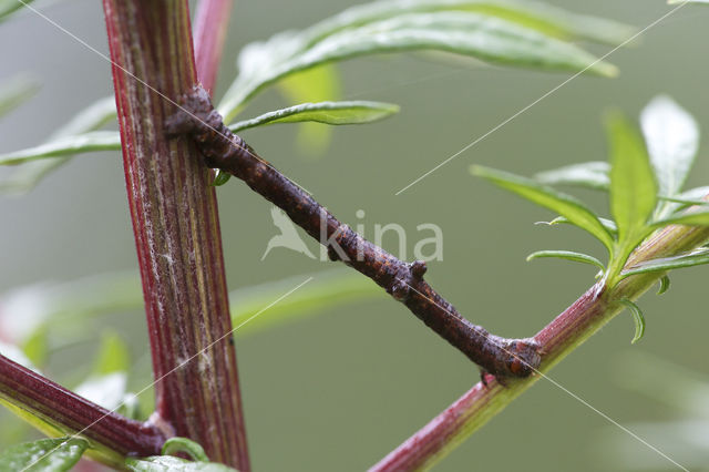 Ringspikkelspanner (Hypomecis punctinalis)