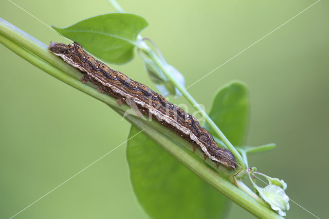 Vogelwiekje (Dypterygia scabriuscula)