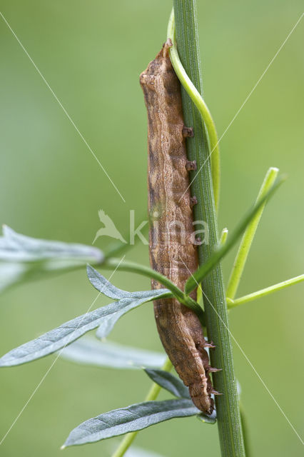 Vogelwiekje (Dypterygia scabriuscula)