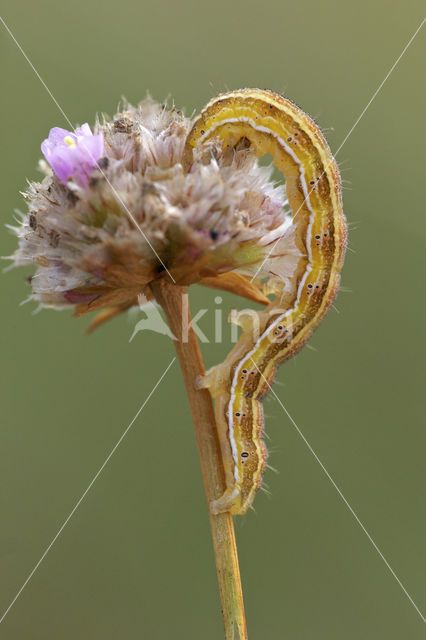 Lichte daguil (Heliothis viriplaca)