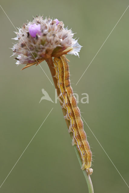 Lichte daguil (Heliothis viriplaca)