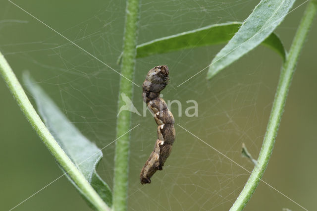 Lieveling (Timandra comae)