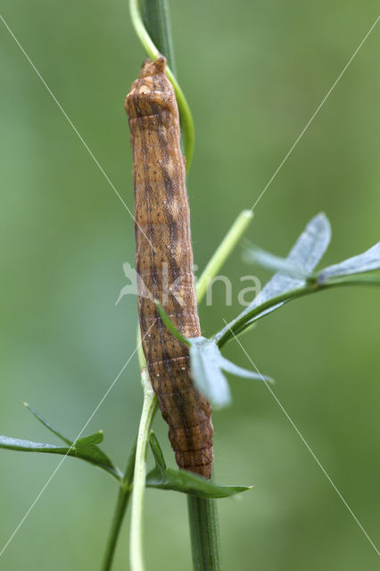 Vogelwiekje (Dypterygia scabriuscula)