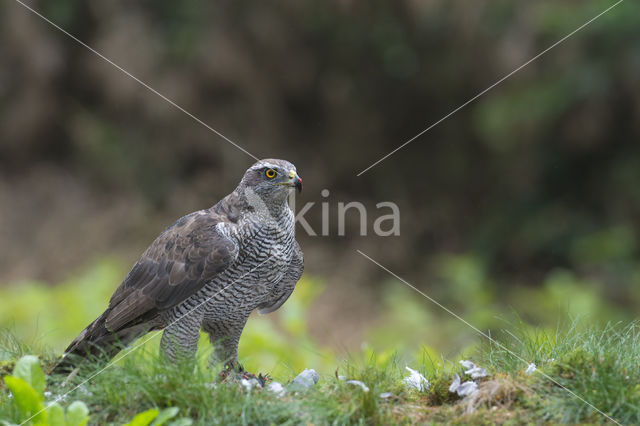 Havik (Accipiter gentilis)