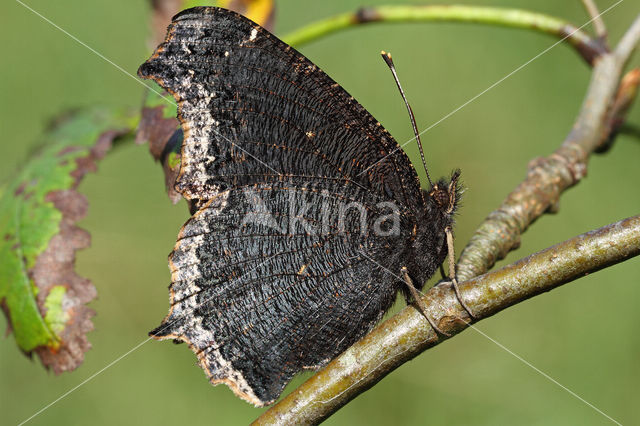 Rouwmantel (Nymphalis antiopa)