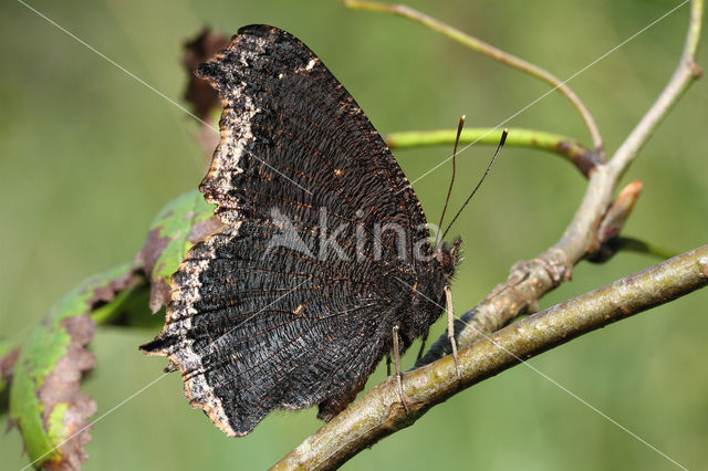 Camberwell Beauty (Nymphalis antiopa)