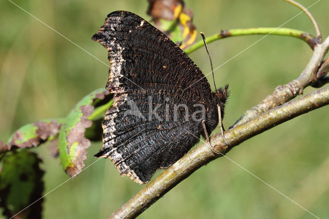 Camberwell Beauty (Nymphalis antiopa)