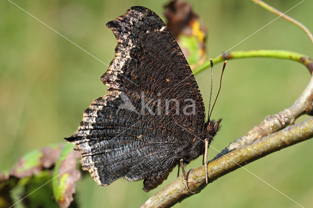 Rouwmantel (Nymphalis antiopa)