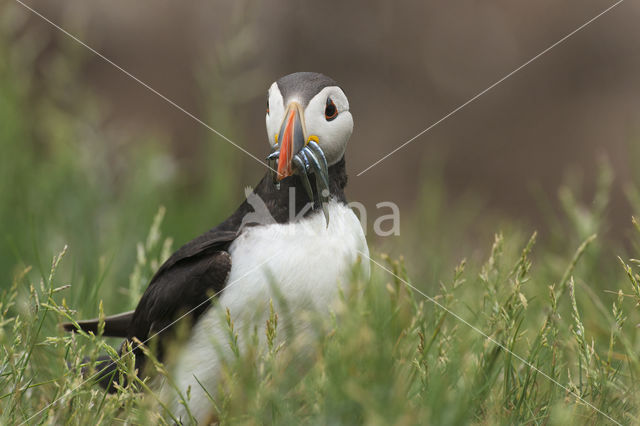 Atlantic Puffin (Fratercula arctica)