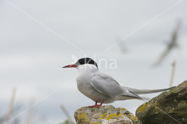 Noordse Stern (Sterna paradisaea)