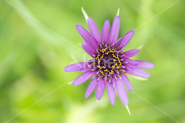 Paarse morgenster (Tragopogon porrifolius)