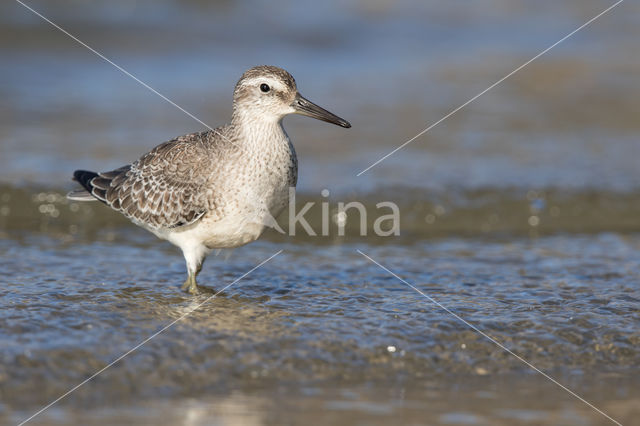 Kanoetstrandloper (Calidris canutus)