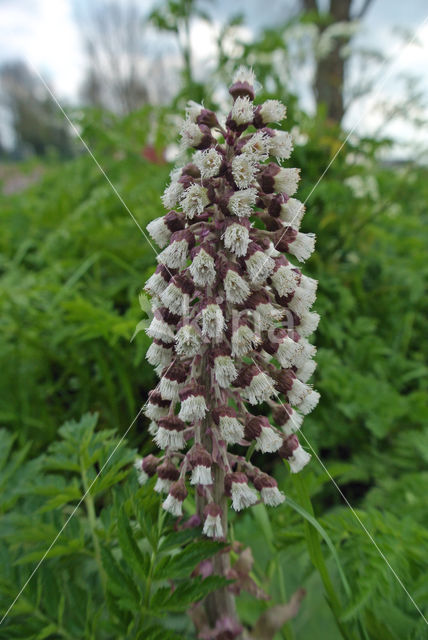 Butterbur (Petasites hybridus)