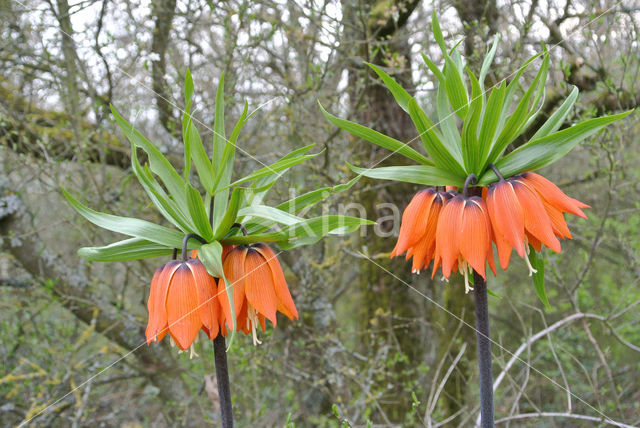 Keizerskroon (Fritillaria imperialis)