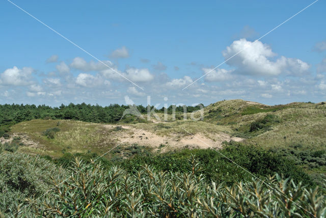 Noordhollands Duinreservaat