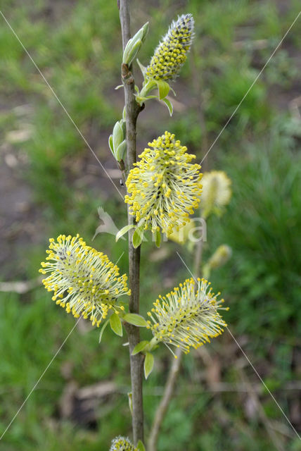 Wilg (Salix)