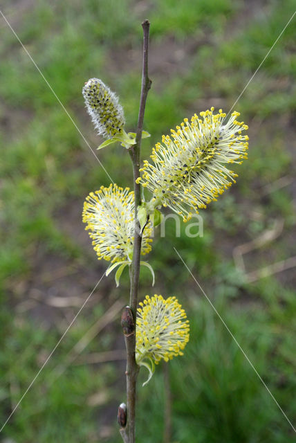 Willow (Salix)