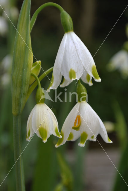 Zomerklokje (Leucojum aestivum)